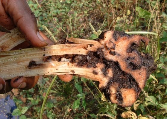 Larvae of the banana weevil feeding their way through the rhizome and pseudostem of a young banana plant.