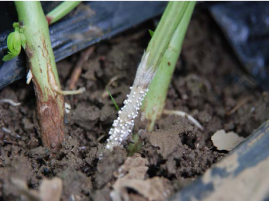 21.Root rot of cowpea