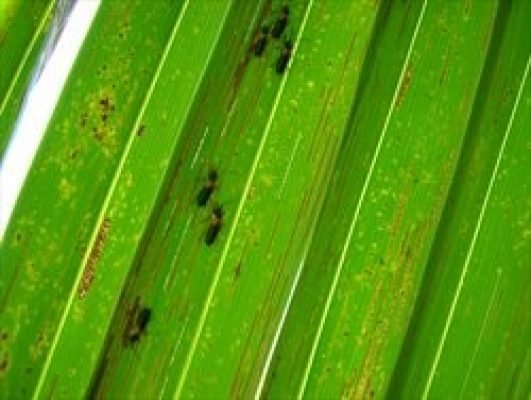 23-Coconut Leaf miner