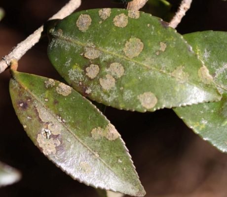 23.Algal leaf spot