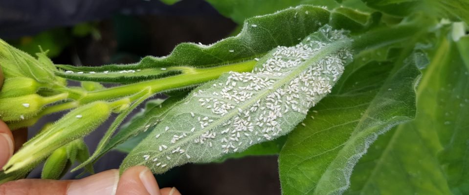 26-Greenhouse whitefly