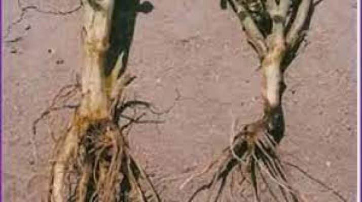 26.Dry root rot