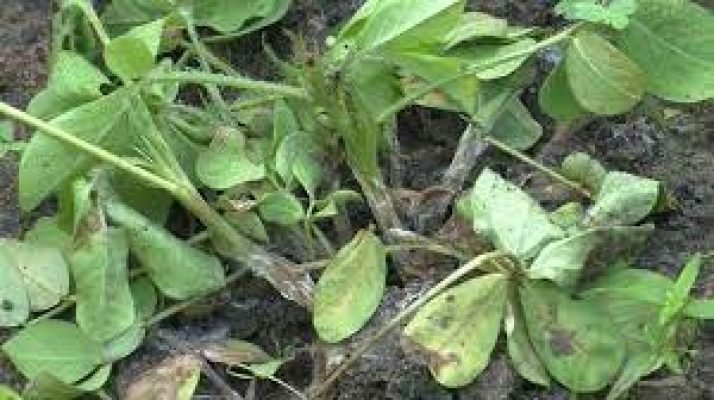 27.Stem rot in groundnut