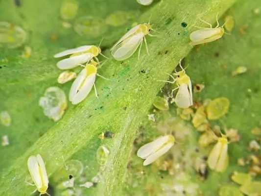 3-White Flies of sweet potato