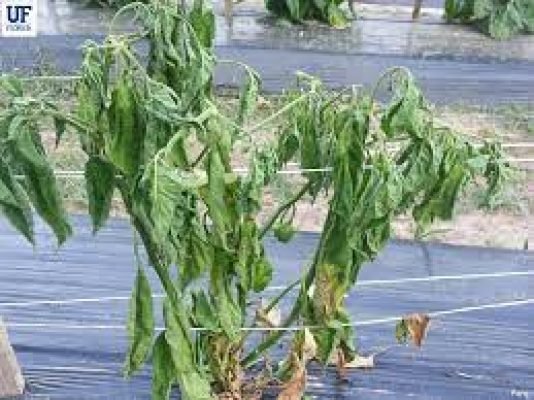 3.Fusarium wilt