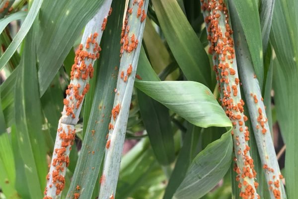 30.Stem rust of wheat