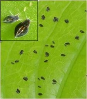 34-Leafhopper in cotton