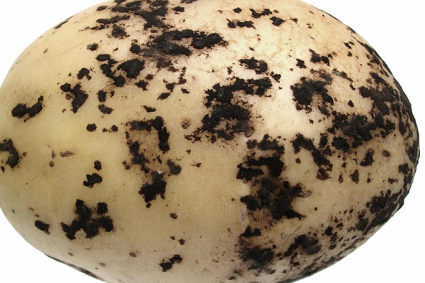 36.Black scurf of potato