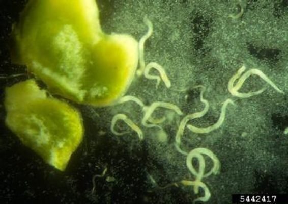 38-Root knot nematode