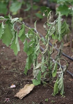 4.Bacterial wilt of brinjal