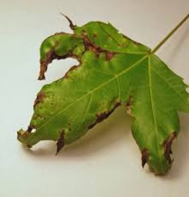 40.Anthracnose