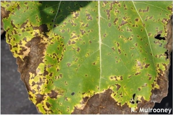 45.Leaf spot of sunflower