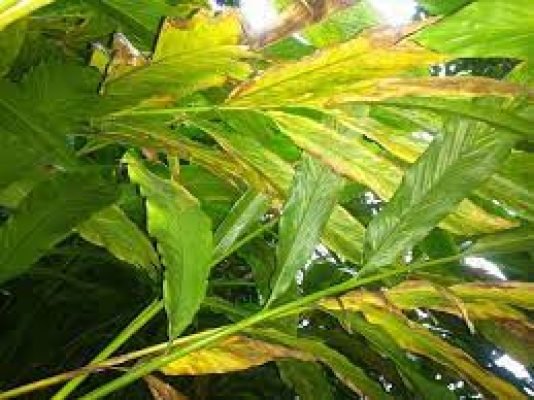 48.Chenthal disease , leaf blight