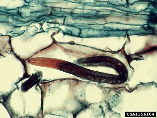 49-Banana spiral nematode