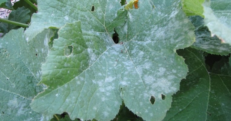 50.Powdery mildew in gourds