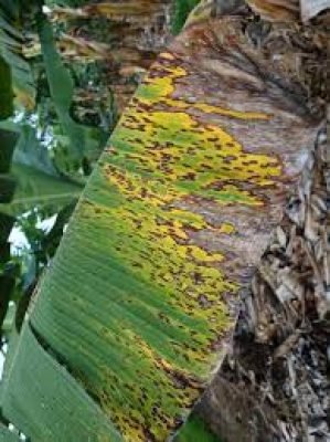 6.Leaf spot of banana