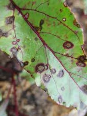 7.Cercospora Leaf spot