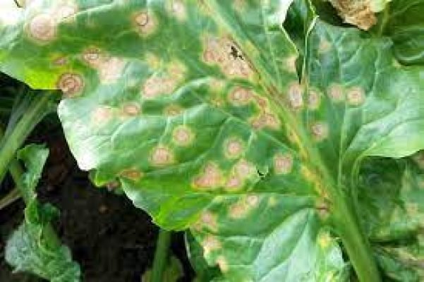 8.Ramularia leaf spot