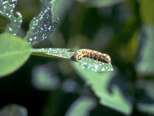 9-Cotton leaf worm