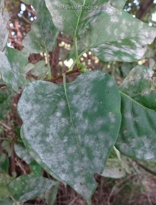 Powdery Mildew on Grapes